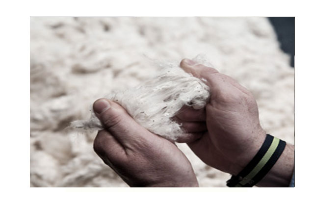 image of cotton